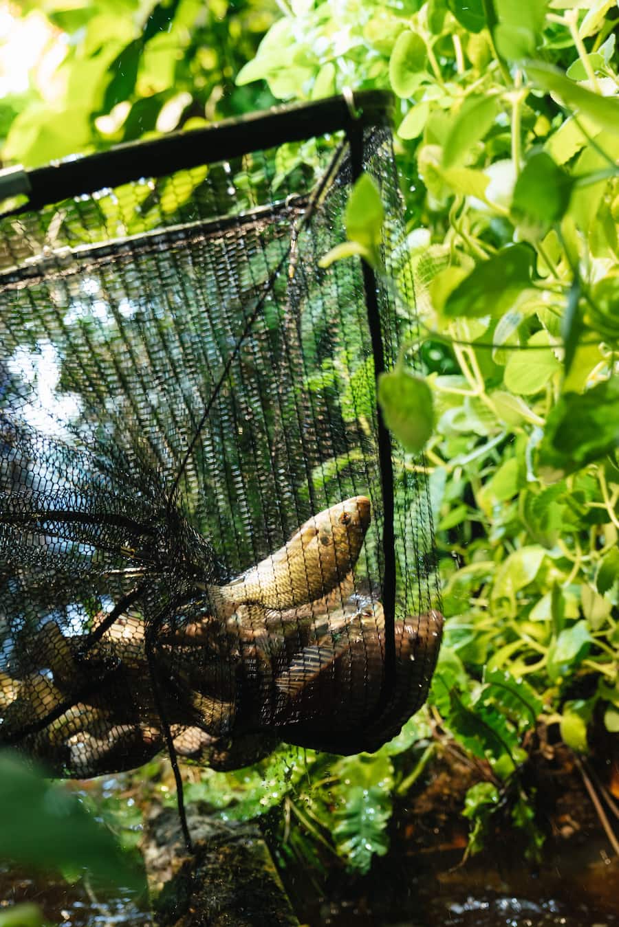 Züri-Buntbarsch - Umami & Bianchi - Züri-Buntbarsche leben in der Kreislaufanlage von Umami, wo Microgreens produziert werden. - Copyright Olivia Pulver - 12. Mai 2022