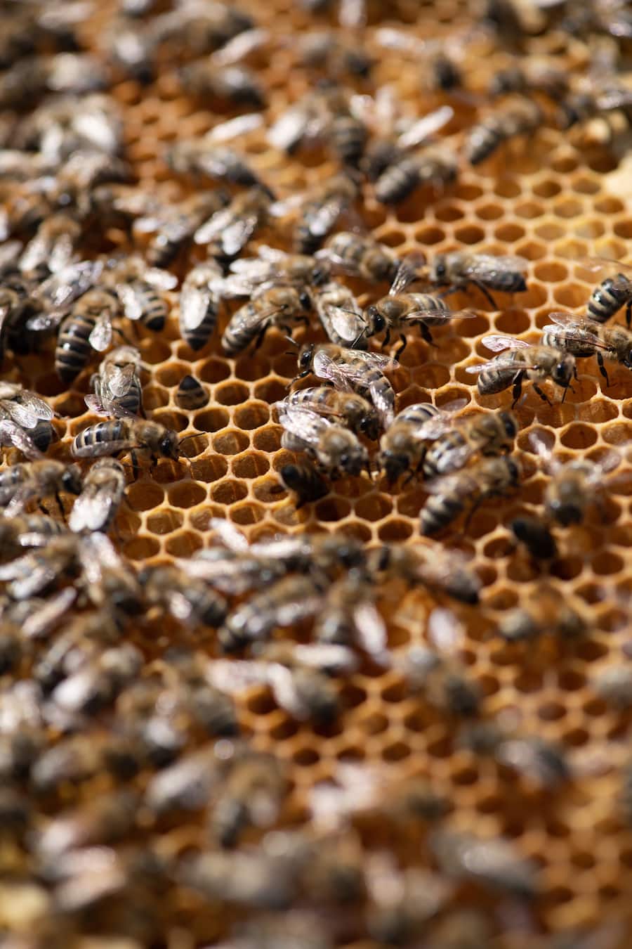 Bienen und Imkerin des Living Circle, Gault Millau, Imkerin Monika Istok, General Manager Jörg Arnold, Hotel Alex, Thalwil ZH, 20. Juni 2022