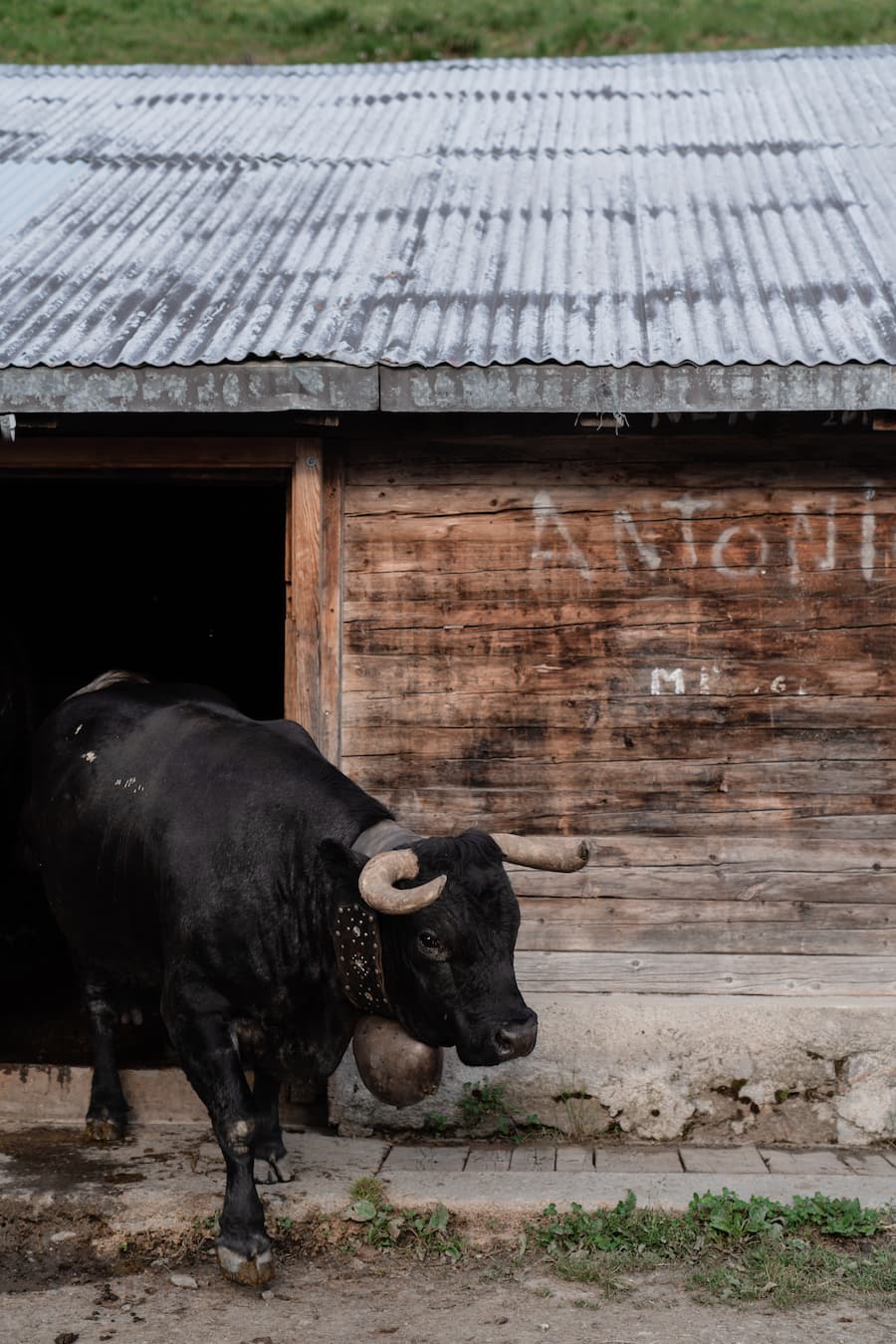 Mit Luma Delikatessen bei den Ehringerkühen im Wallis (Alpage de Mille im Val de Bagne) - 15. Juni 2022 - Copyright Olivia Pulver