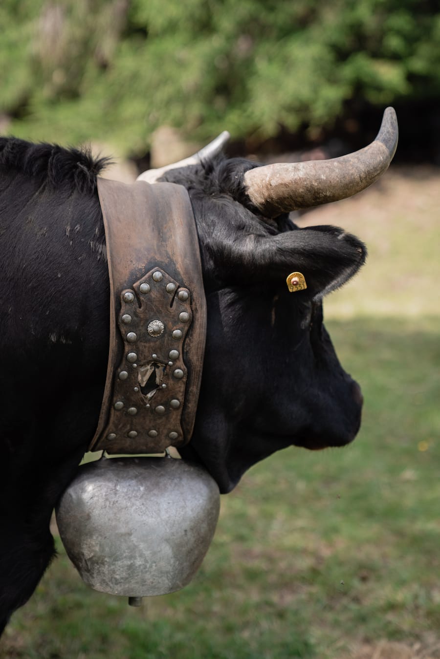 Mit Luma Delikatessen bei den Ehringerkühen im Wallis (Alpage de Mille im Val de Bagne) - 15. Juni 2022 - Copyright Olivia Pulver