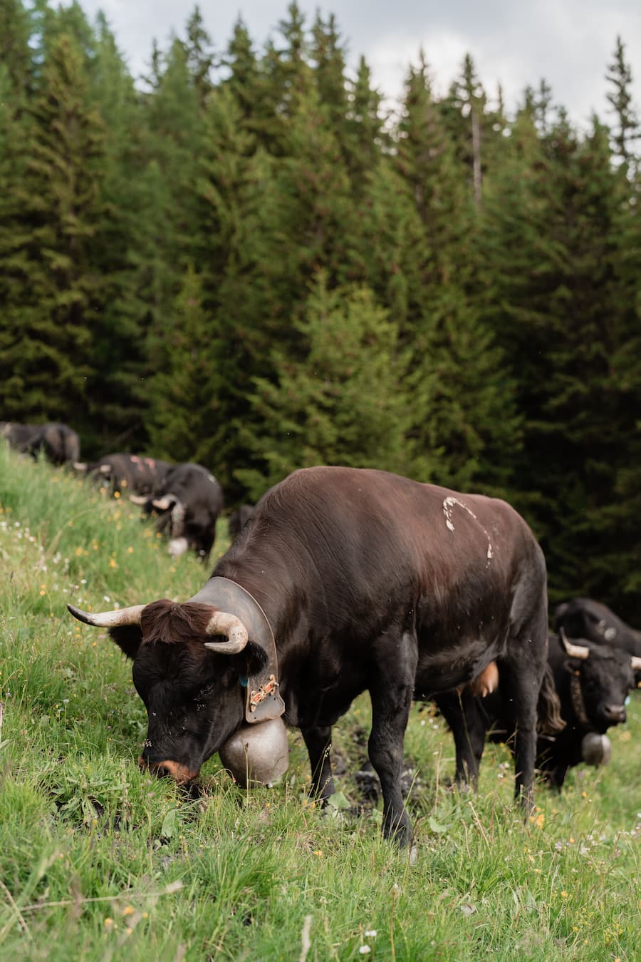 Mit Luma Delikatessen bei den Ehringerkühen im Wallis (Alpage de Mille im Val de Bagne) - 15. Juni 2022 - Copyright Olivia Pulver