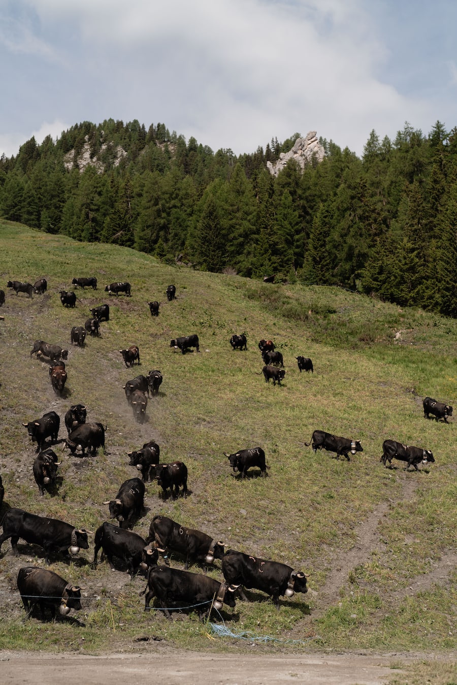 Mit Luma Delikatessen bei den Ehringerkühen im Wallis (Alpage de Mille im Val de Bagne) - 15. Juni 2022 - Copyright Olivia Pulver