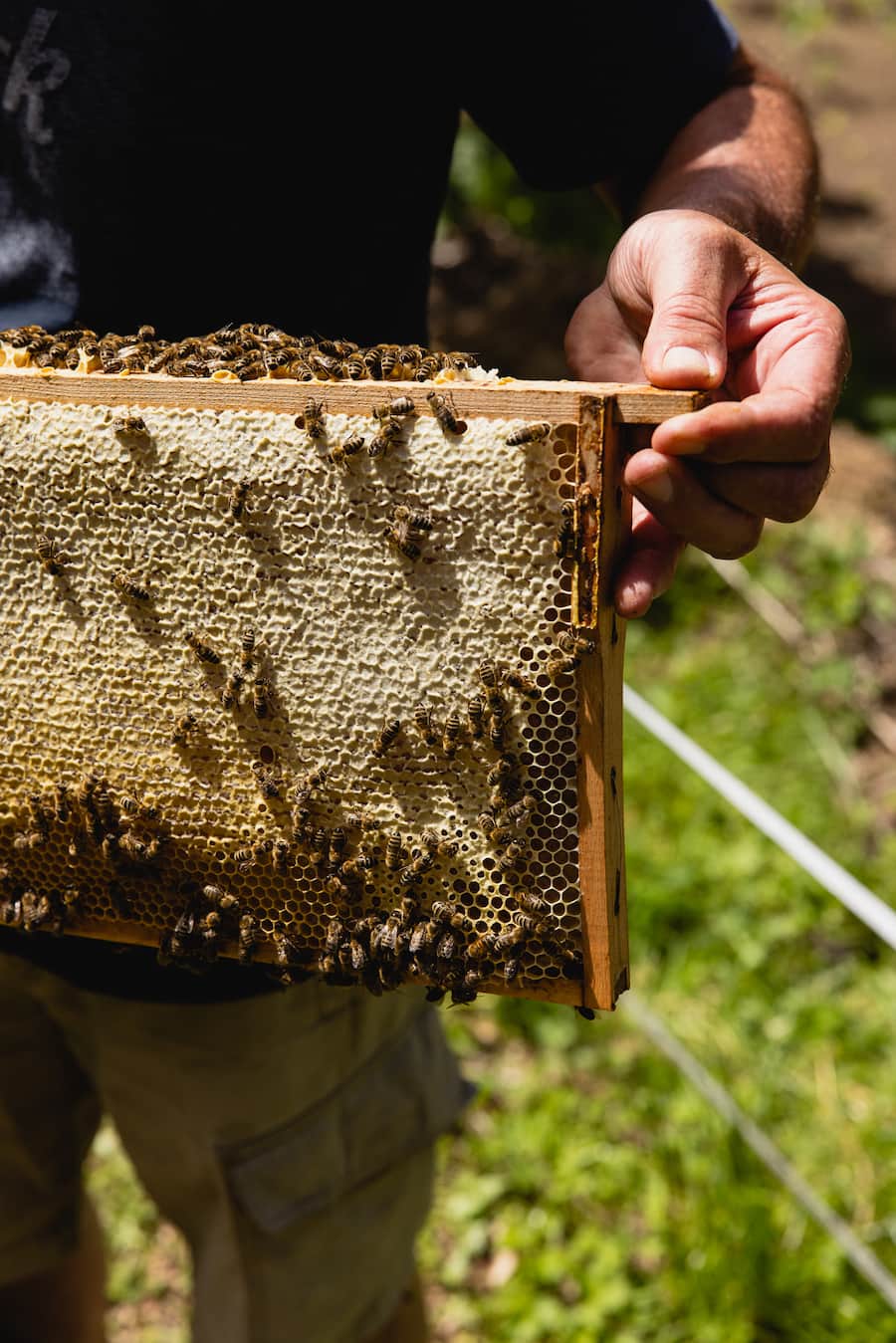 Grandhotel Giessbach Brienzersee Imkerei Honig 2022