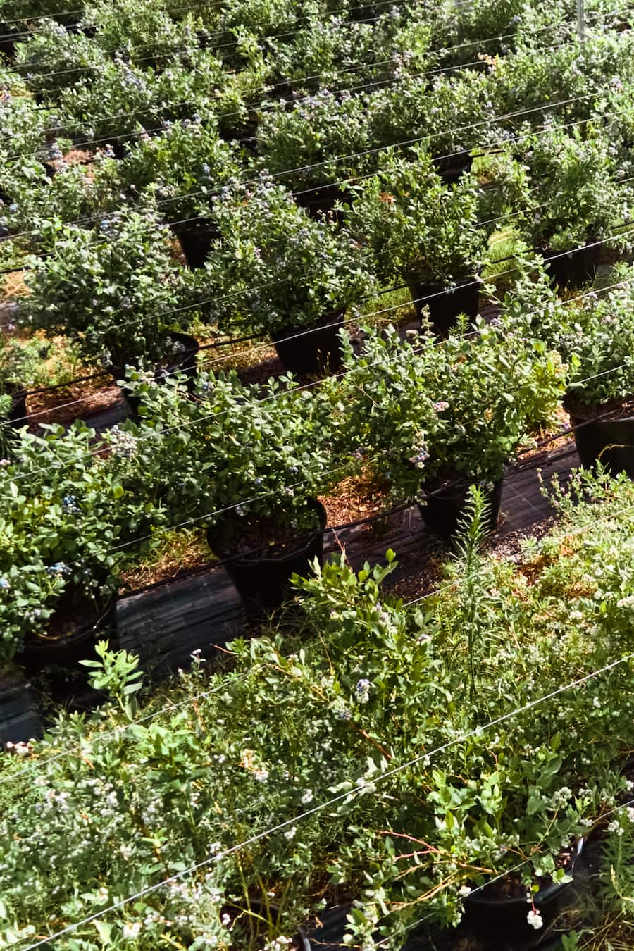 Himbeeren aus dem Wallis / Andreas Seiler