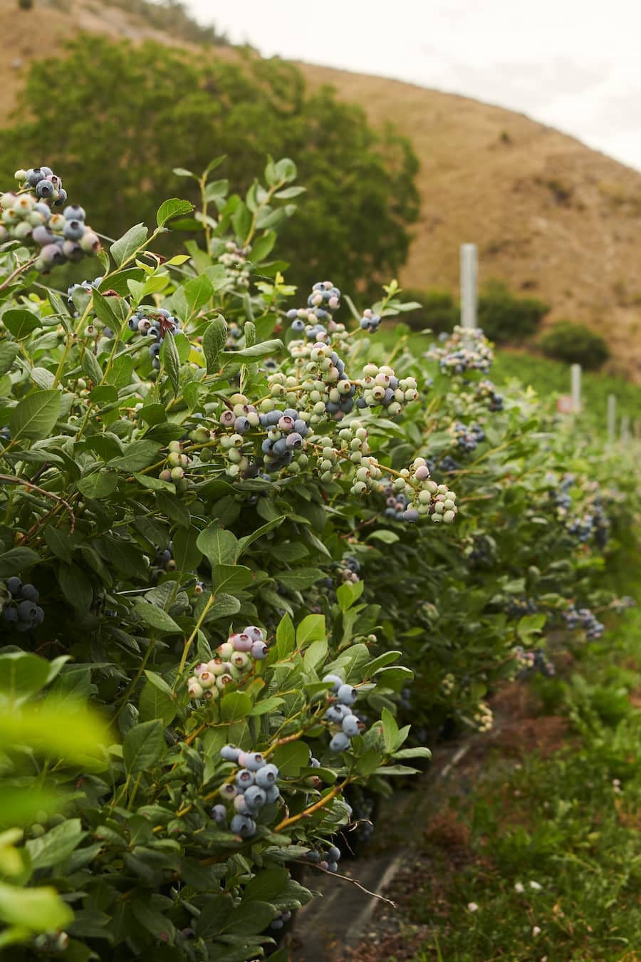 Himbeeren aus dem Wallis / Andreas Seiler