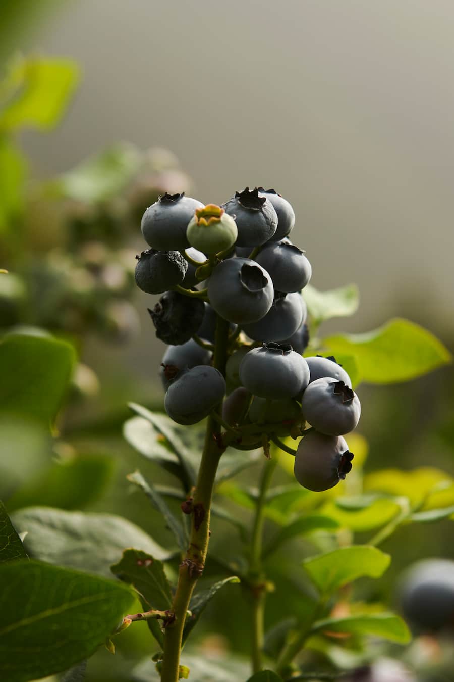 Himbeeren aus dem Wallis / Andreas Seiler