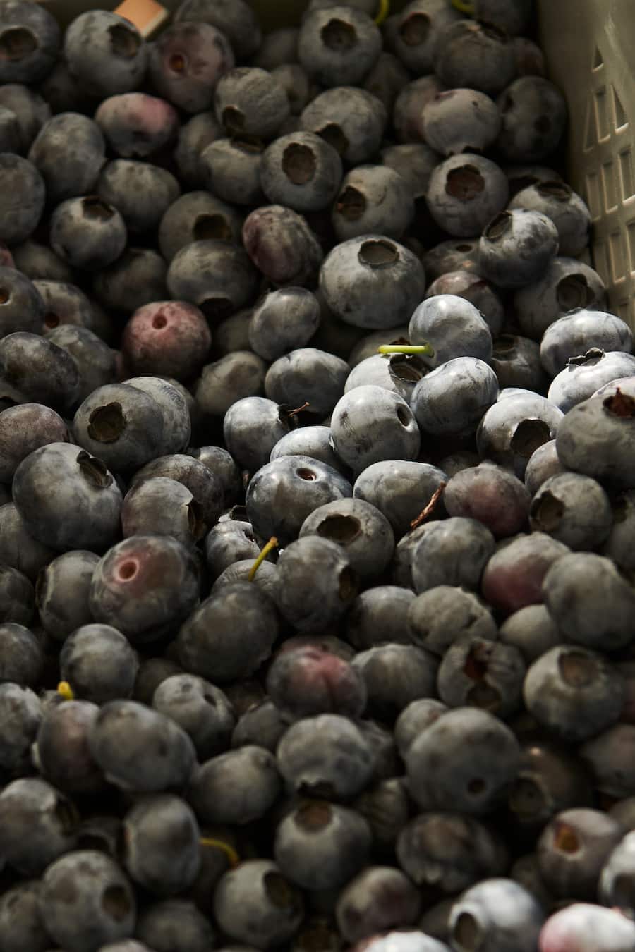Himbeeren aus dem Wallis / Andreas Seiler