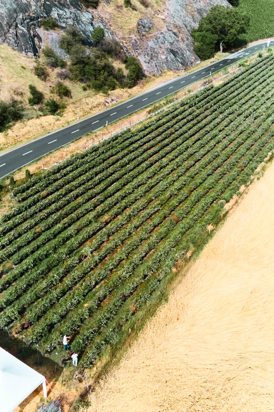 Himbeeren aus dem Wallis / Andreas Seiler