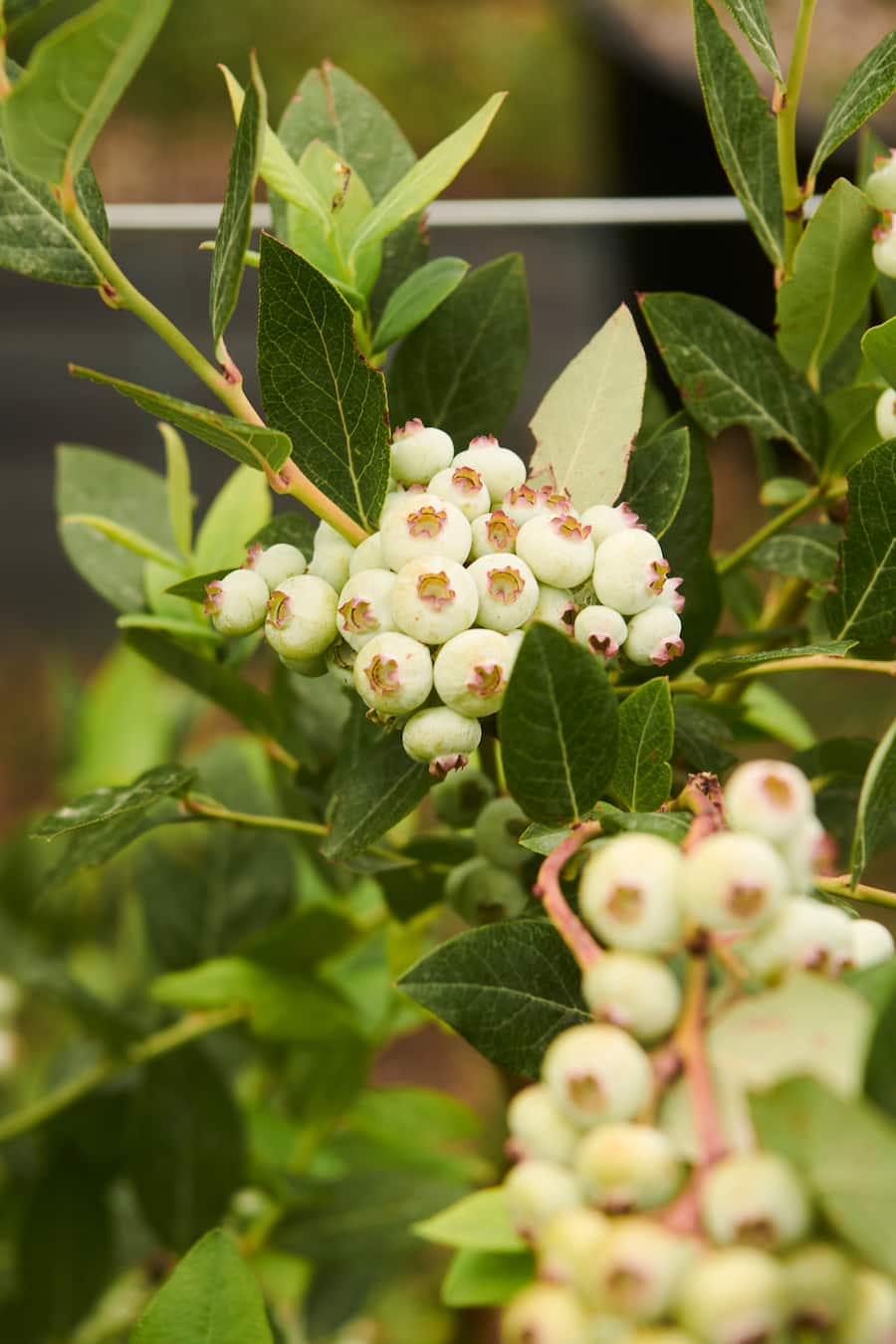 Himbeeren aus dem Wallis / Andreas Seiler