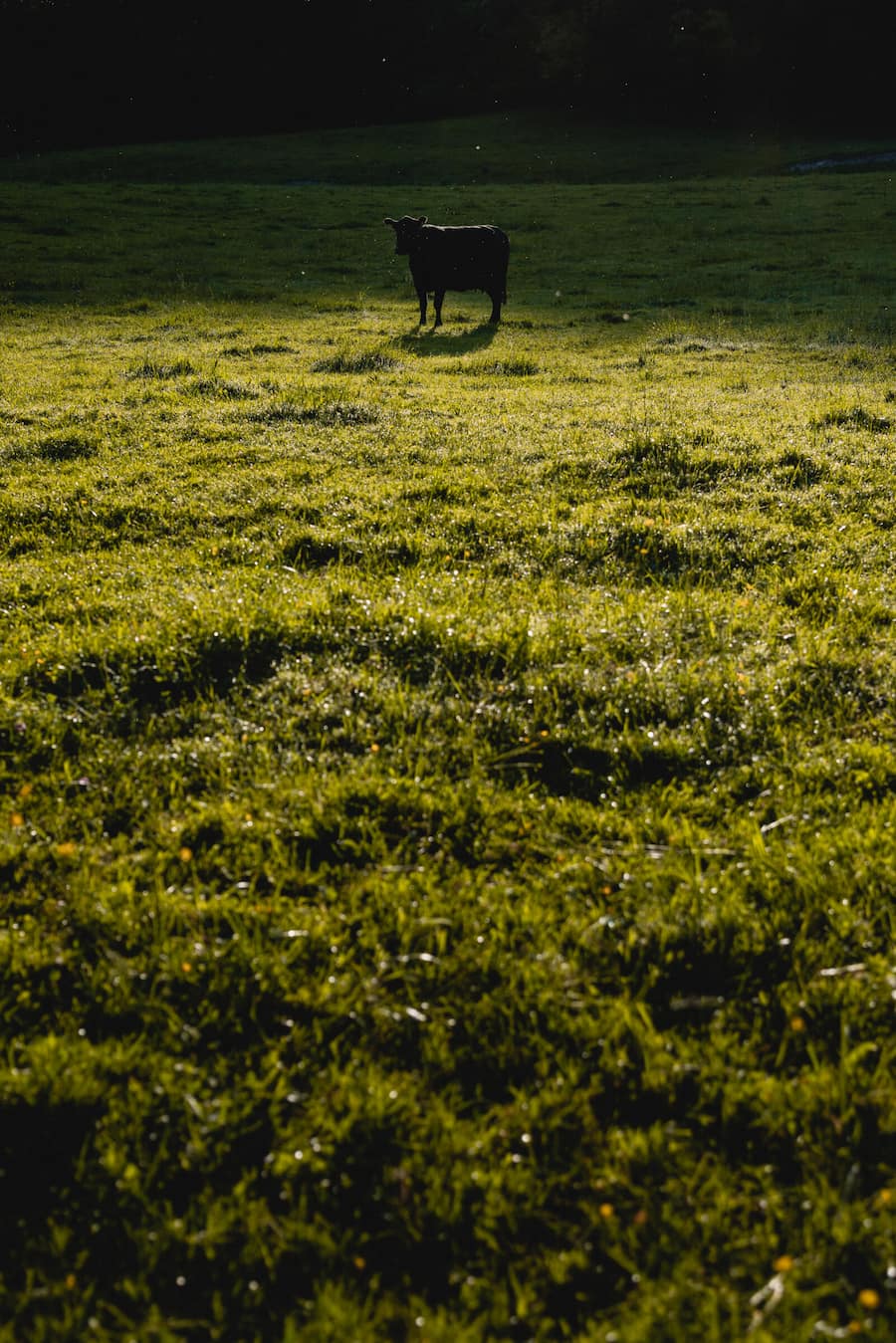 Hof Hoggen, Reigoldswil, Swiss Black Angus, Aberdeen Angus, Mutterkuhhaltung, Luma, IP Suisse