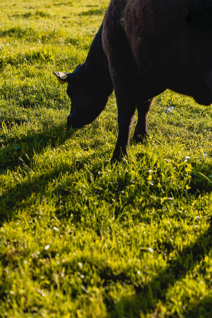 Hof Hoggen, Reigoldswil, Swiss Black Angus, Aberdeen Angus, Mutterkuhhaltung, Luma, IP Suisse