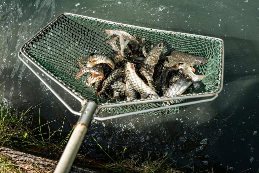 Saiblingzucht Lugnez