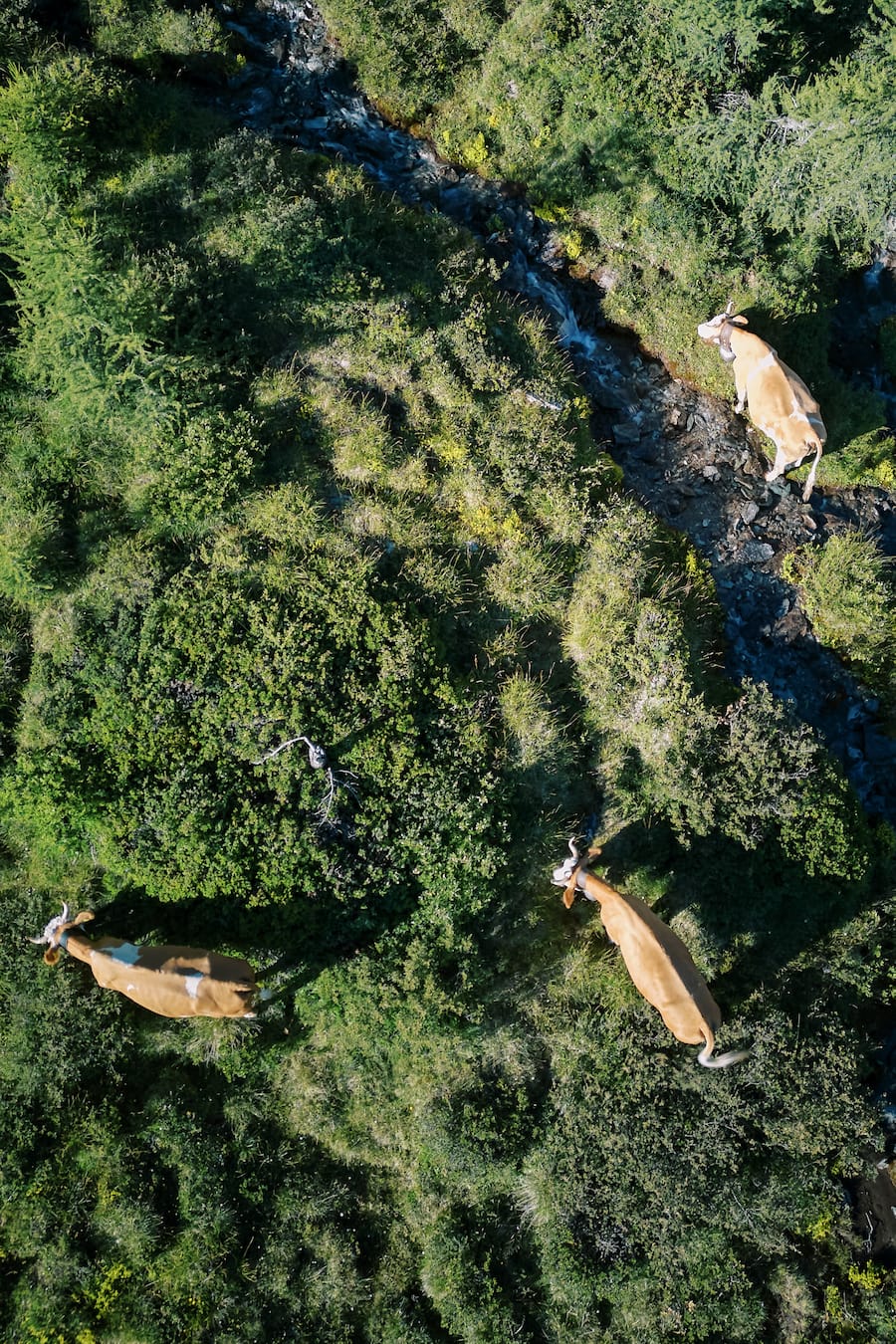 Sennerei Stafelalp Zermatt