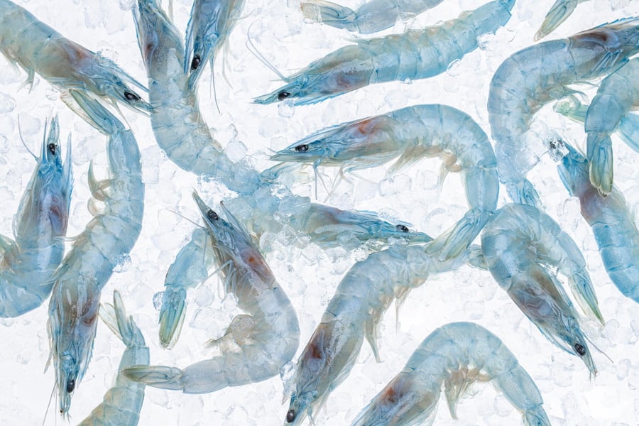 Swiss Shrimp, Rheinfelden © HO