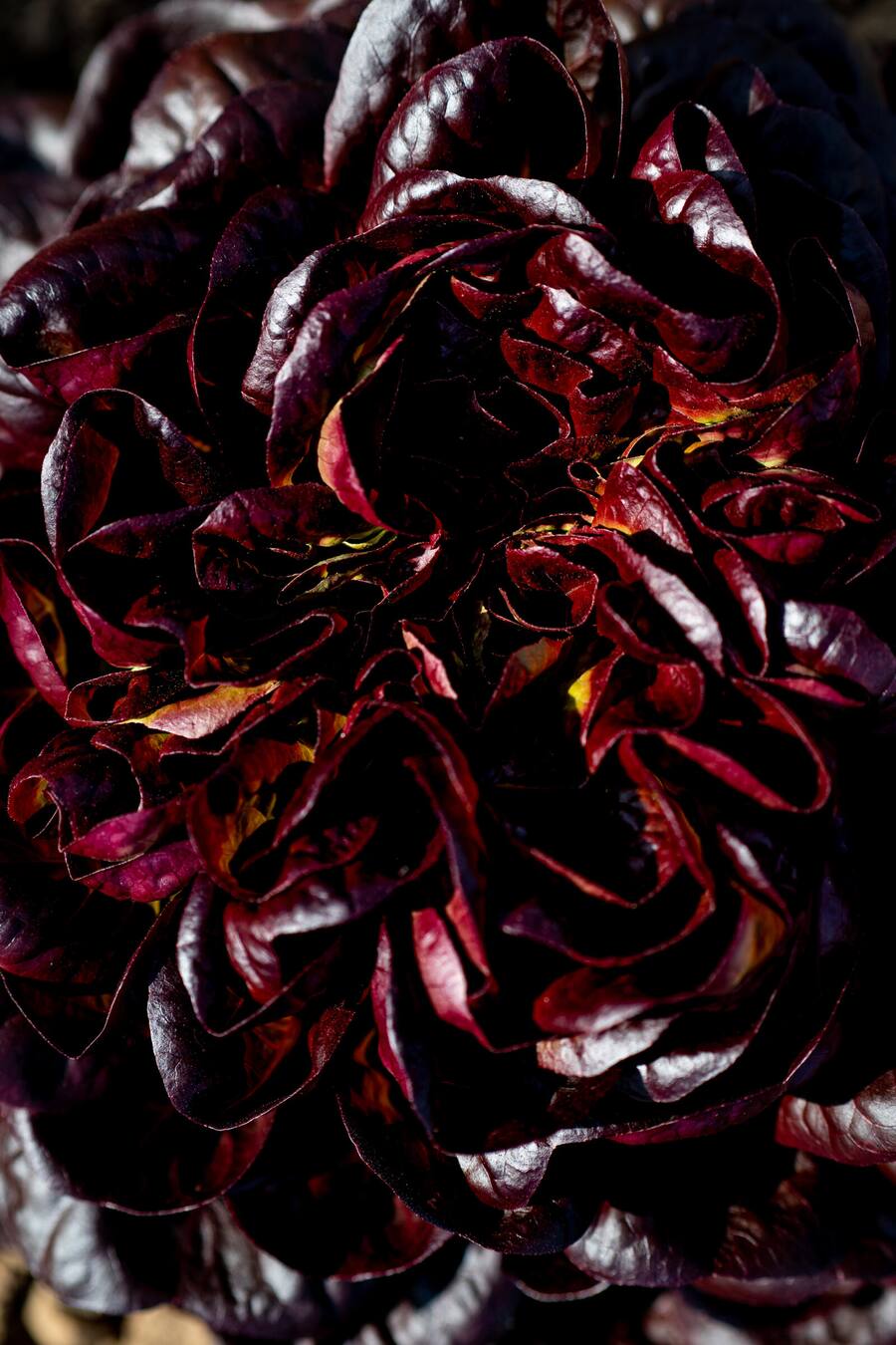 Salat - Die vegane Köchin Zizi bestellt ihr Gemüse bei Sarah Heiligtag von Hof Narr, ein «Gnadenhof» für Tiere. Der Verein rettet Tiere und hilft anderen Bauern umzusatteln. Daneben wird Gemüse biologisch angebaut. - 24. August 2020 - Copyright Olivia Pulver