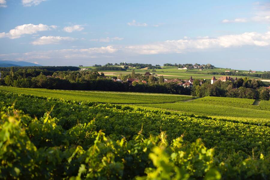 Im rebberg von Dardagny, im Hintergrund der Hügelzug von Satigny