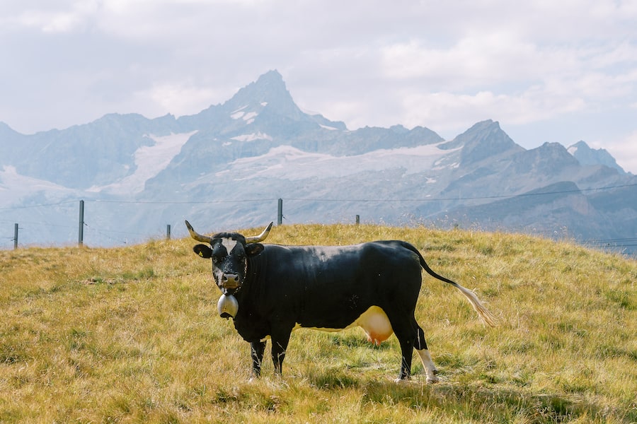 Hotel Julen Zermatt, Restaurant Schäferstube