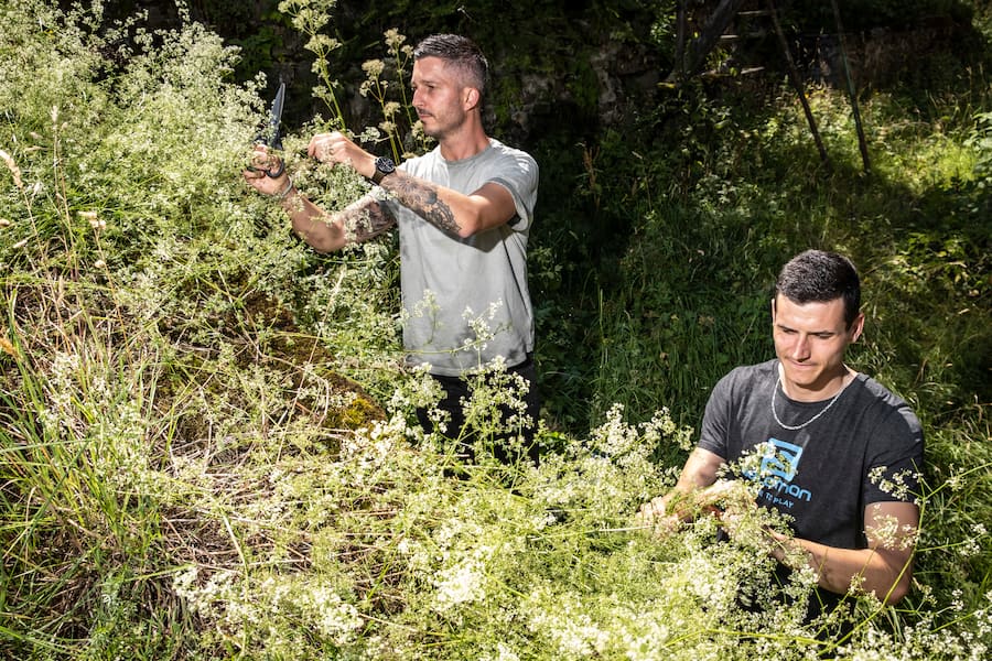 Jérémie Cordier Les Cerniers cueillette sauvage