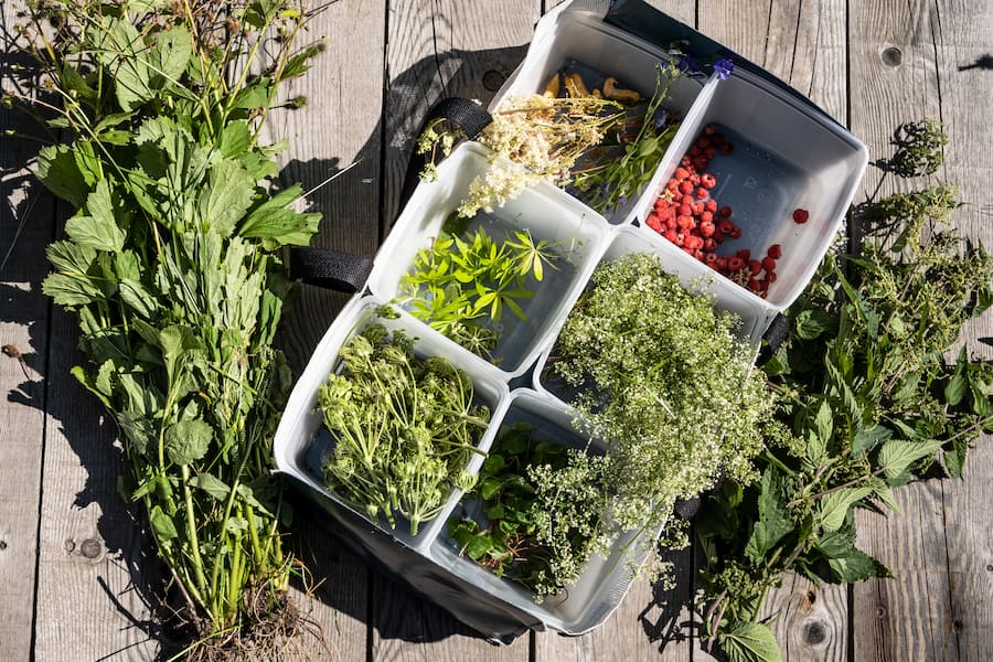 Jérémie Cordier Les Cerniers cueillette sauvage