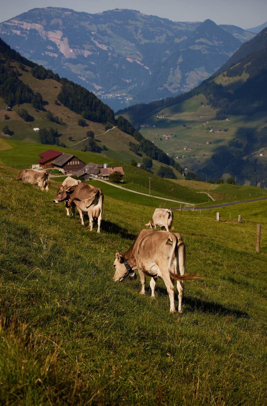 Kuh auf Alp Chieneren 2022