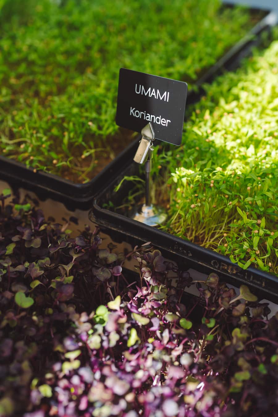 Umami Jelmoli - GaultMillau Garden Party 2022 - Bad Ragaz - 14.8.2022 - Copyright Olivia Pulver