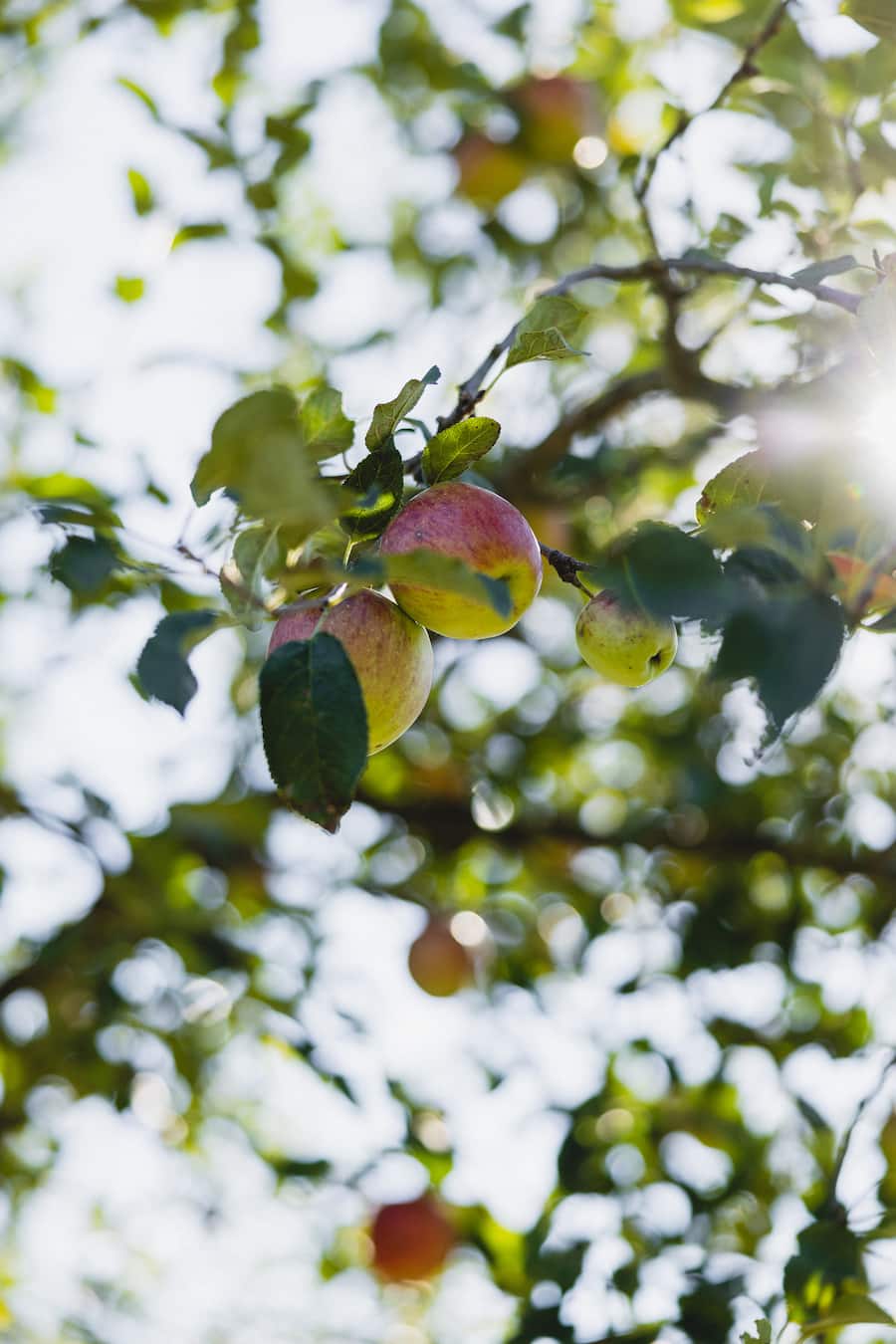 Sven On Tour, Sven Wassmer, Mercedes-Benz, Bünder Herrschaft, Böschnihof