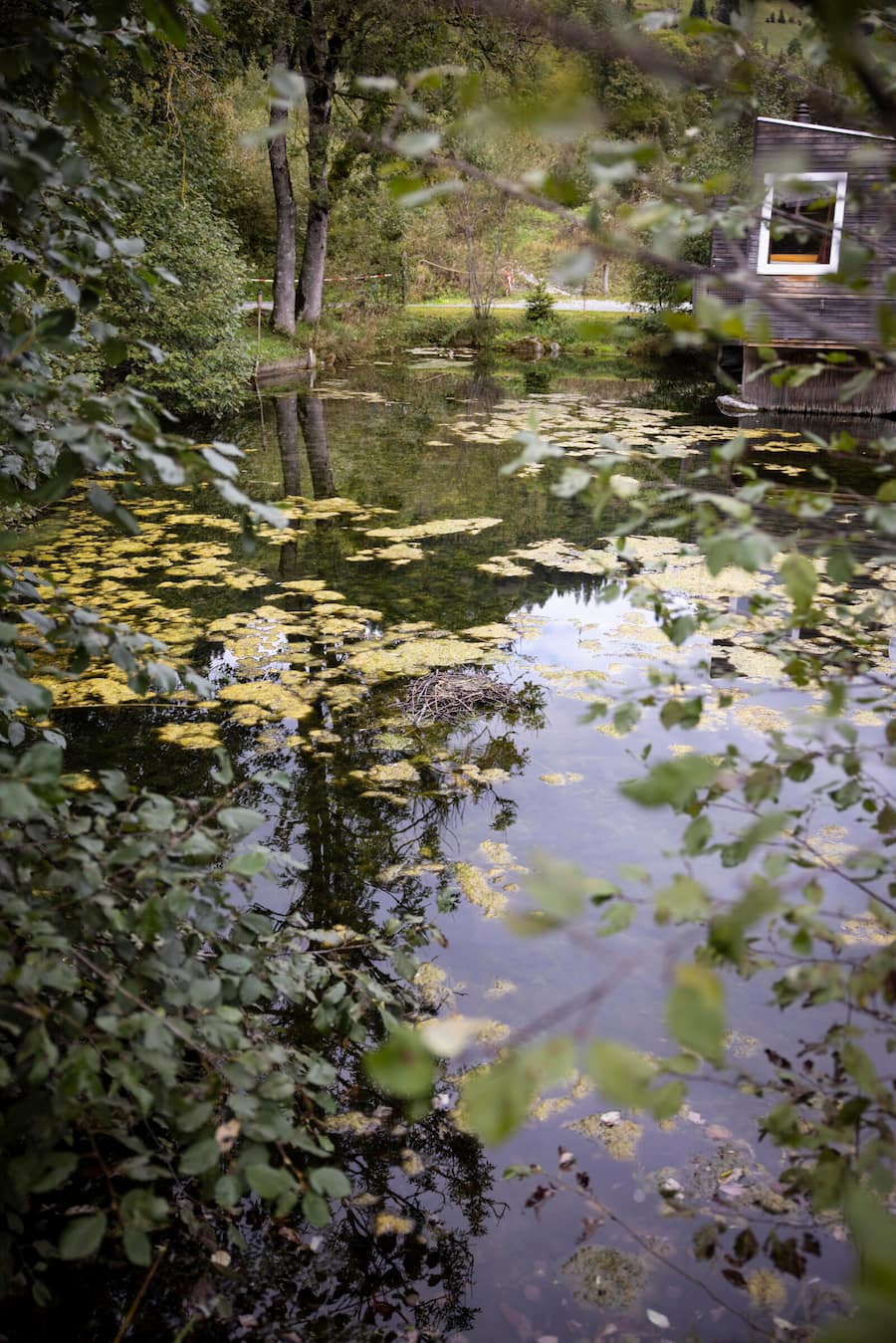 Daniel Müller Forellensee Zweisimmen Flusskrebse