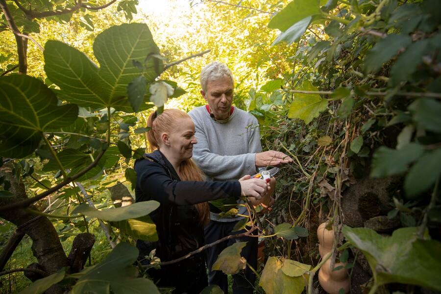 Someo: la cuoca Marie Robert incontra cuoco Pietro Leemann. Nella foto Marie Robert e Pietro Leemann mentre raccolgono verdure dall'orto.© Ti-Press / Pablo Gianinazzi