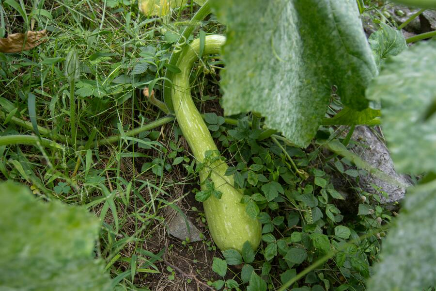 Someo: la cuoca Marie Robert incontra cuoco Pietro Leemann. Nella foto alcune verdure e spedizie presenti presso l'orto di Pietro Leemann.© Ti-Press / Pablo Gianinazzi
