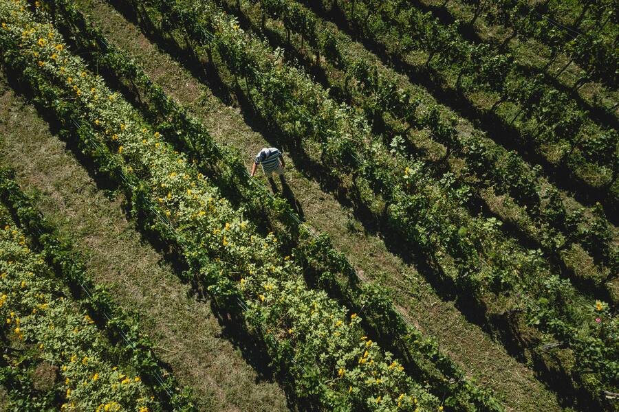 Sven On Tour, Sven Wassmer, Mercedes-Benz, Bünder Herrschaft, Liesch Bioweine, Louis-Heinz Liesch, Demeter, Pionier