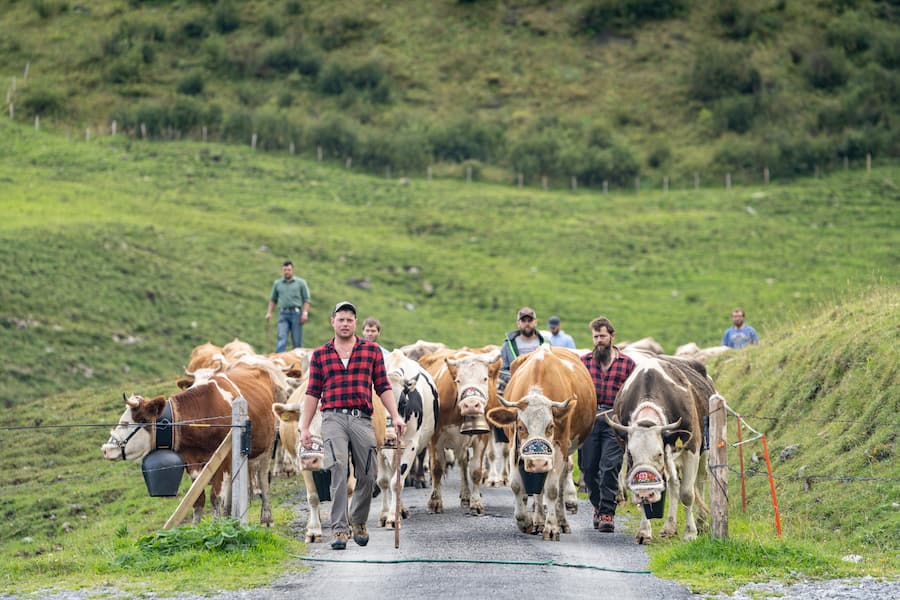 Sbrinz AOP Fluonalp, Alpkäserei und Bergrestaurant oberhalb Giswil 2022