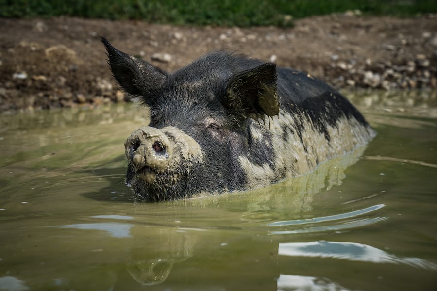 Schwarzes Alpenschwein