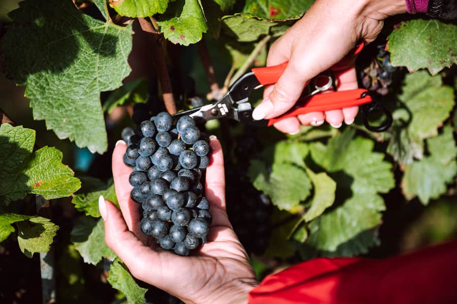 Swiss Wine Promotion Nationaler Tag der Weinlese 2022