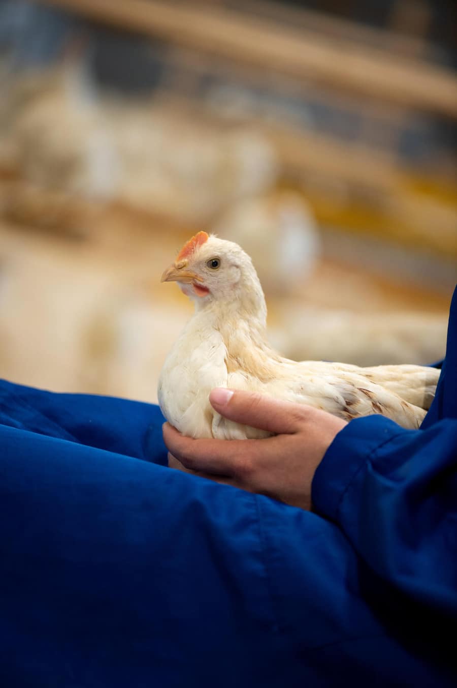 Bruderhähne Aufzucht, Bianchi und SV Group und Burgmer AG