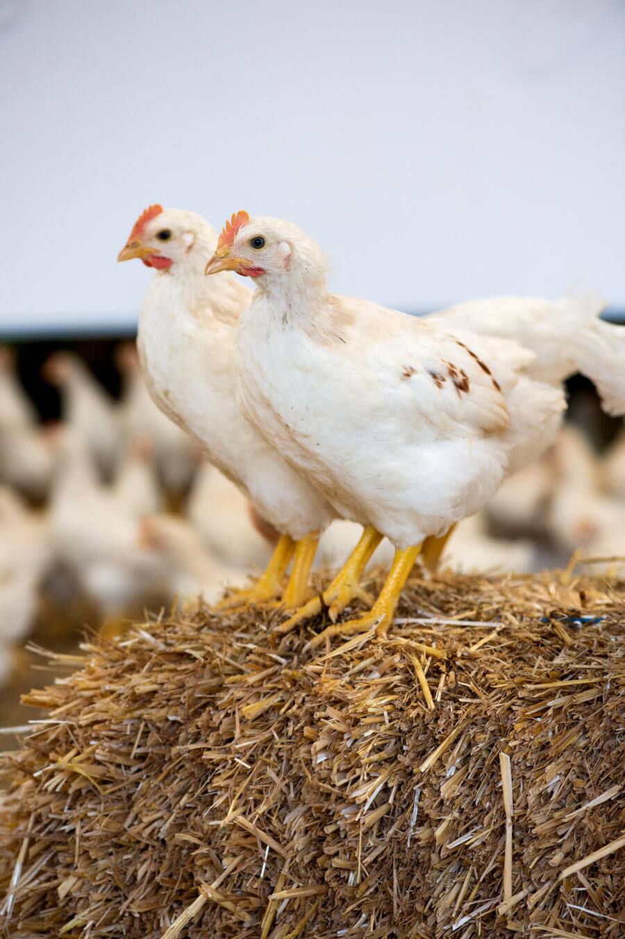 Bruderhähne Aufzucht, Bianchi und SV Group und Burgmer AG