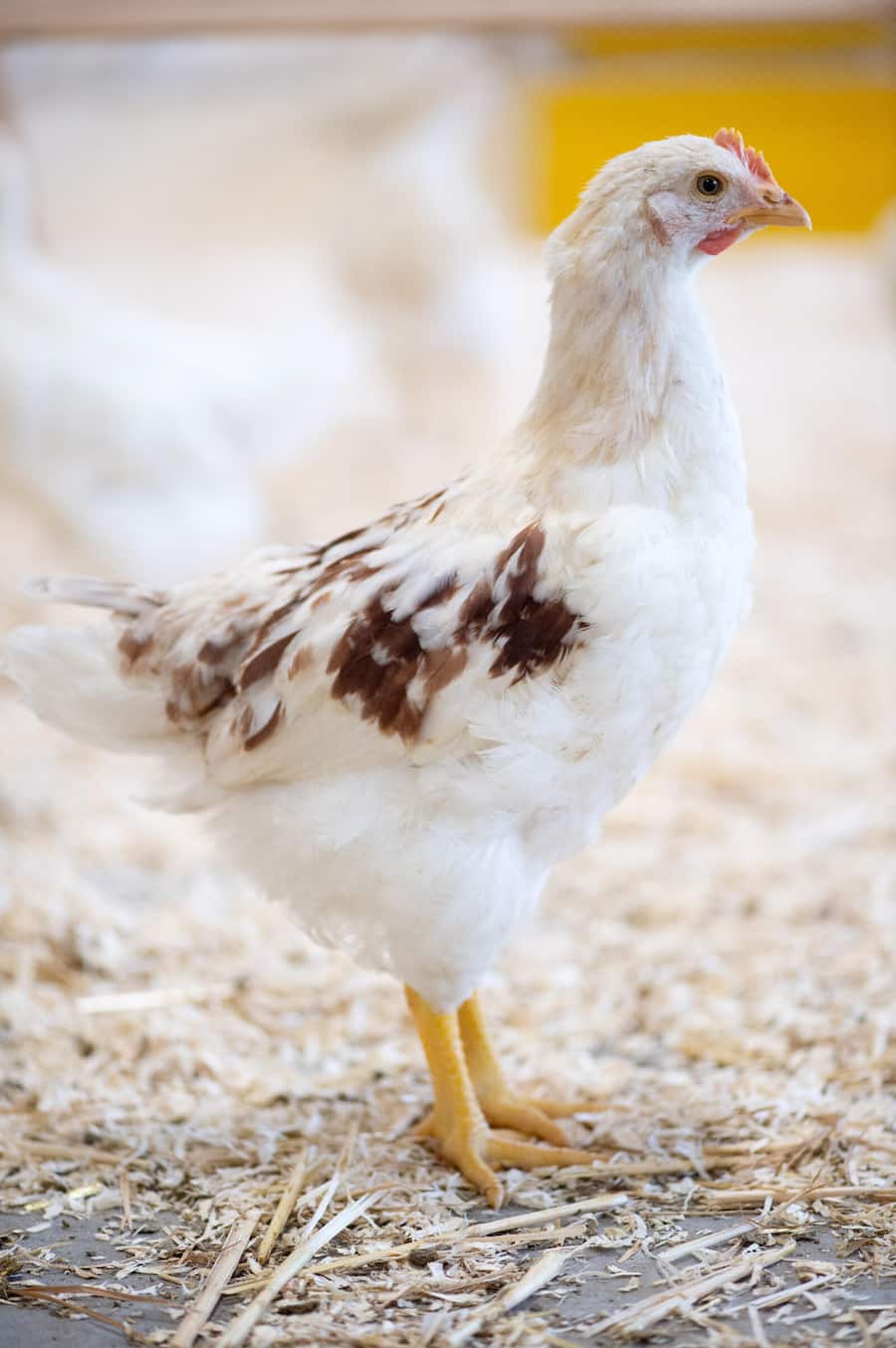 Bruderhähne Aufzucht, Bianchi und SV Group und Burgmer AG