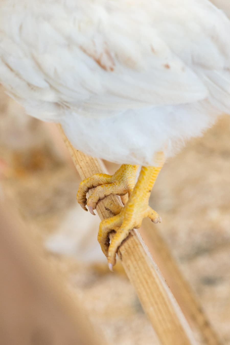 Bruderhähne Aufzucht, Bianchi und SV Group und Burgmer AG