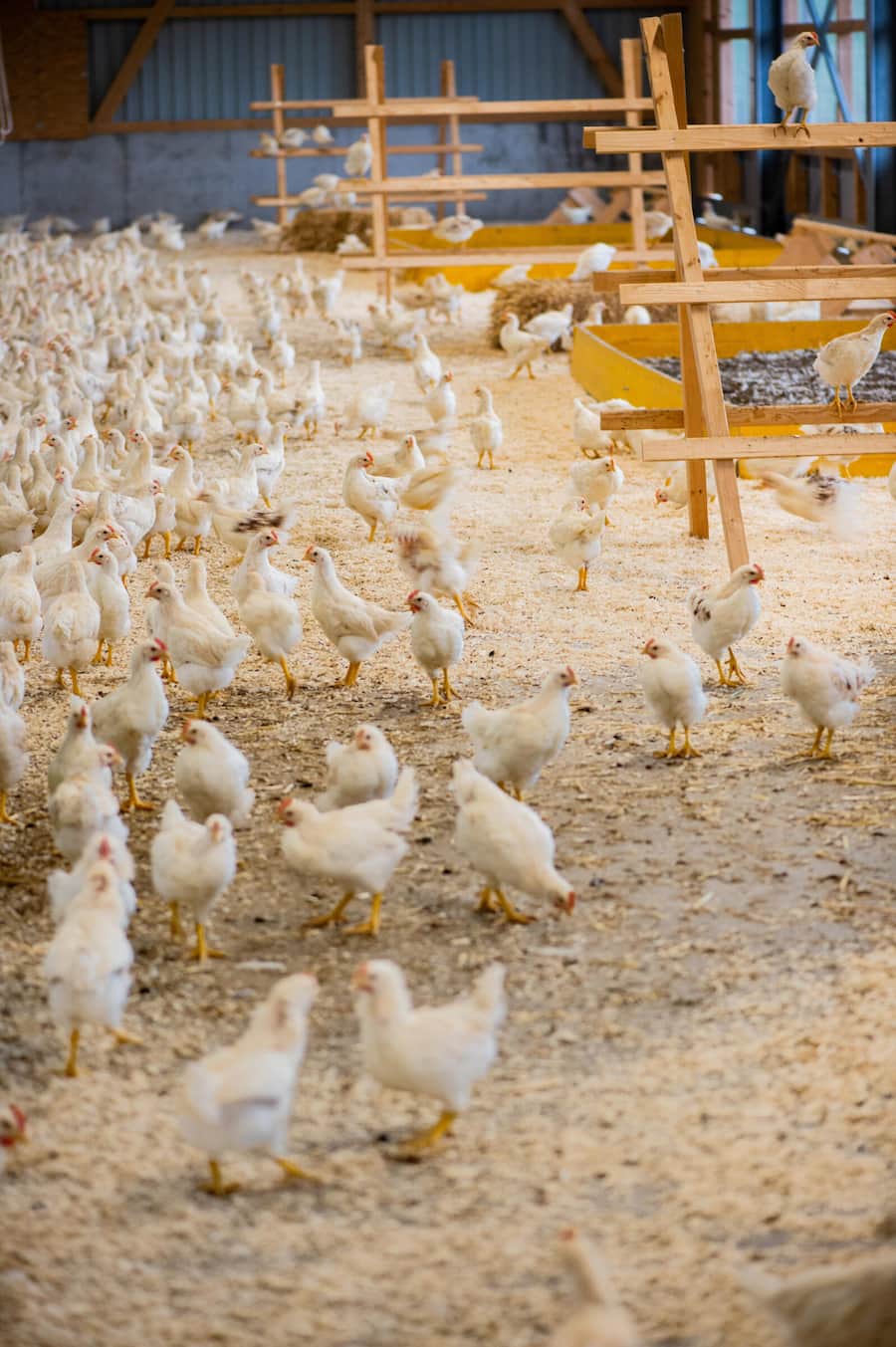 Bruderhähne Aufzucht, Bianchi und SV Group und Burgmer AG