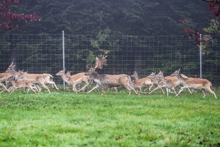 12.06.2022; Hittnau: Gourmethirsch.ch Portrait Felix Holenstein; Blick auf das Gehege der Hirsche von Felix Holenstein in Hittnau. © Valeriano Di Domenico