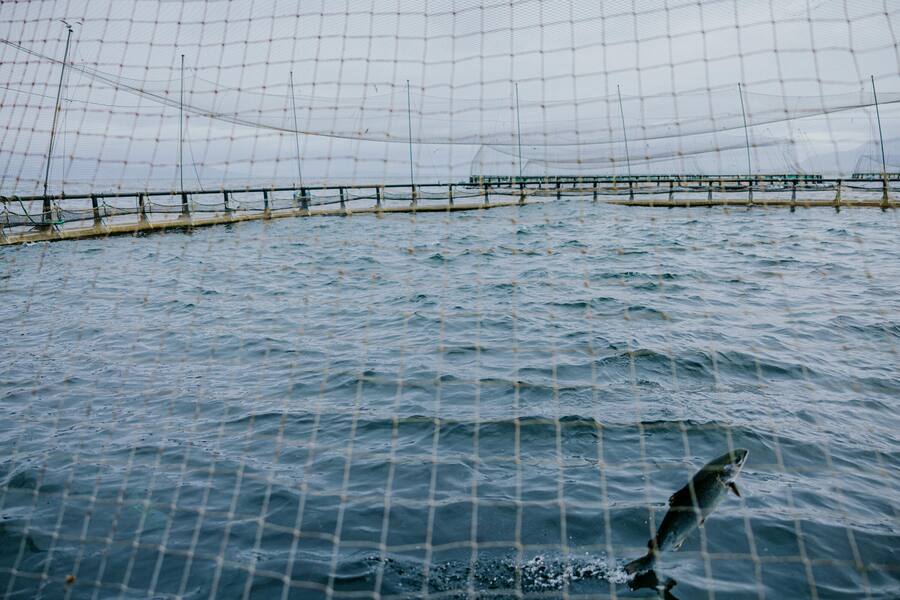 Luca Bianchi auf Lachsfarm in Irland