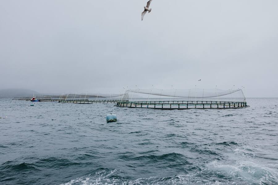 Luca Bianchi auf Lachsfarm in Irland
