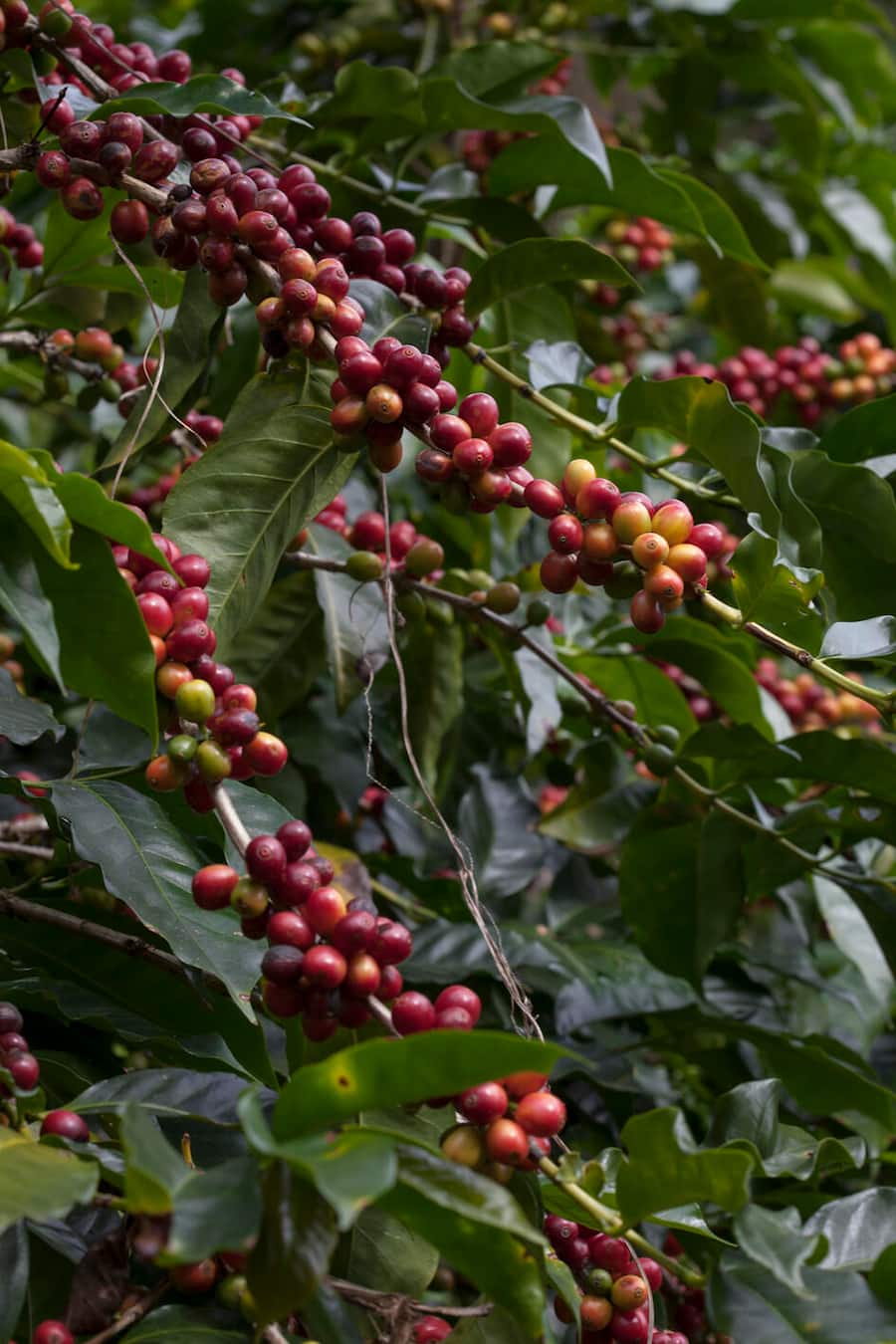 AAA farm named VyG of Tomas Gutierrez