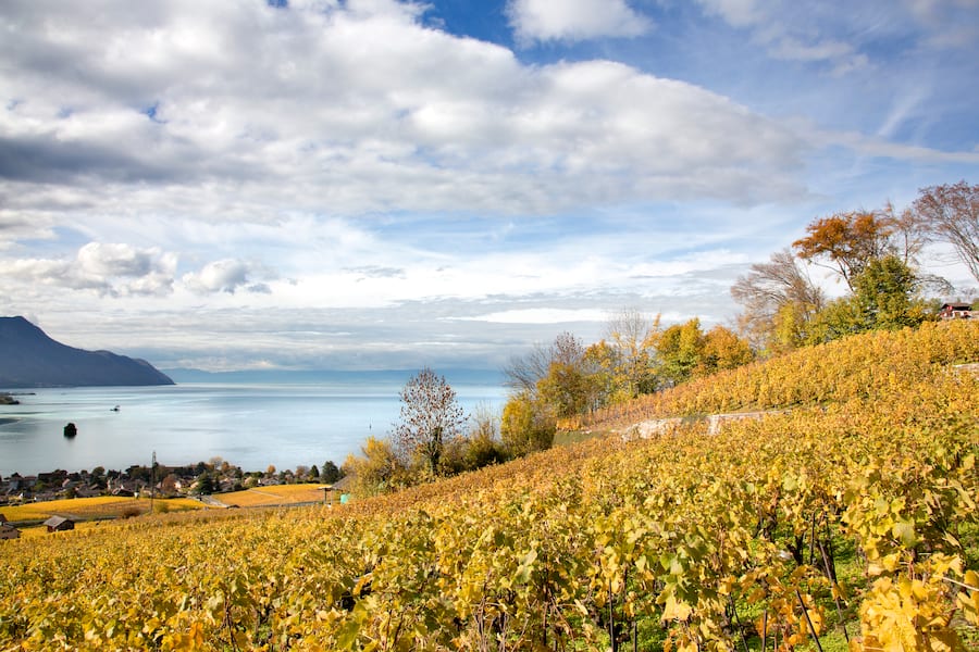Vignes vin OVV vins vaudois