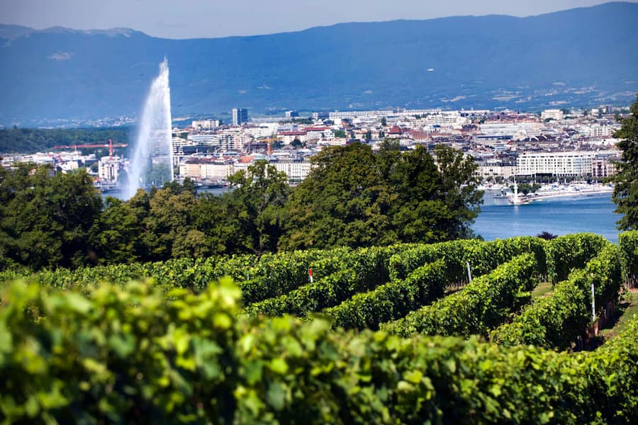 Rebberg der Domaine de la Vigne blanche mit Seeblick in Cologny, Stadt Genf,Cologny, Genf, Geneve, Schweiz, Suisse, Switzerland,