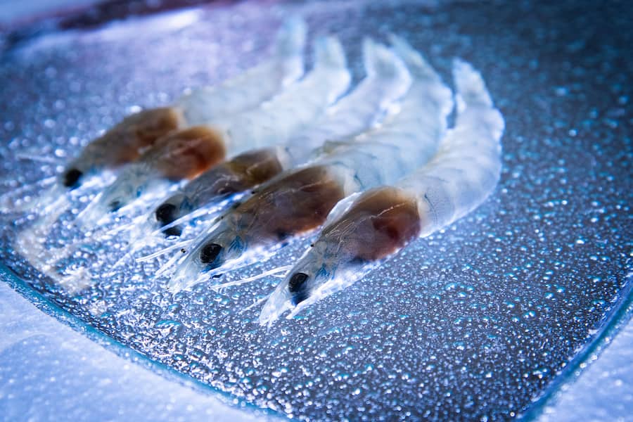 Dominik Sato kocht ein Swiss-Shrimp-Veviche 2020