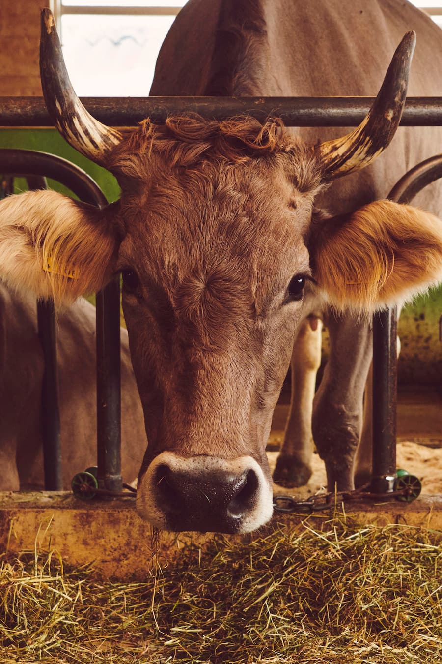 Käserei Sage, Rain LU, Sbrinz, Fritz & Ruth Vonarburg