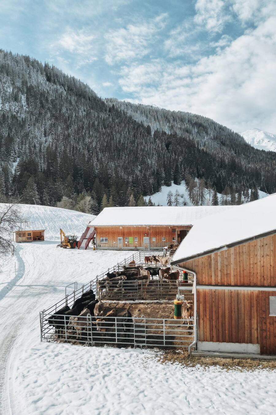 Gemeinschaftsstall Churwalden - Nina Hitz, Landwirtin - 7099 Egga - Churwalden - Jan 2023 - Copyright Olivia Pulver