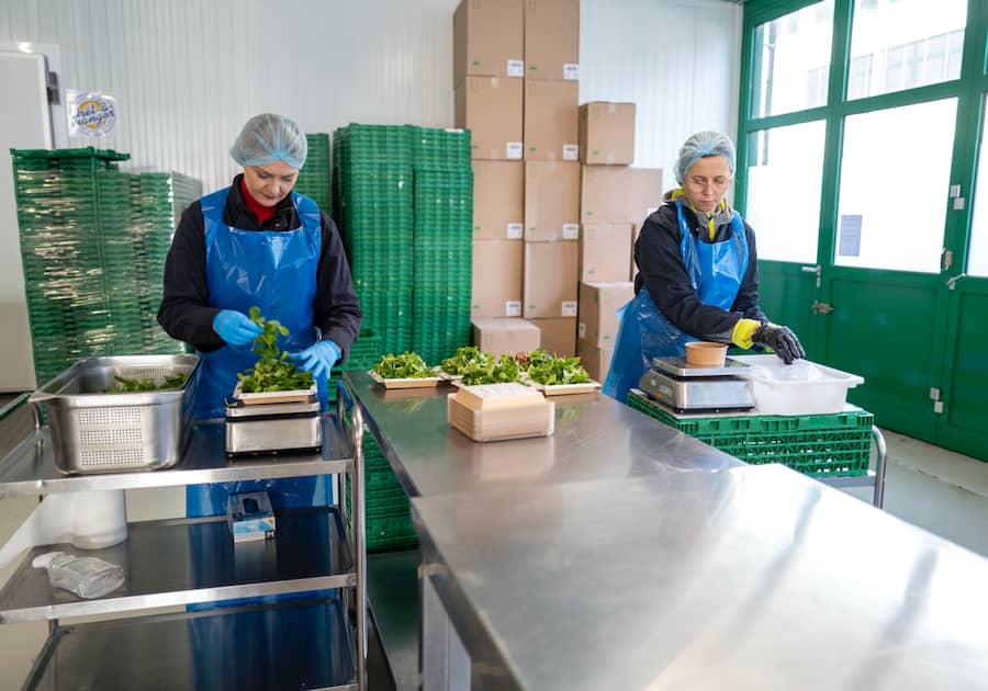 Léguriviera photos salades reportage calibrées