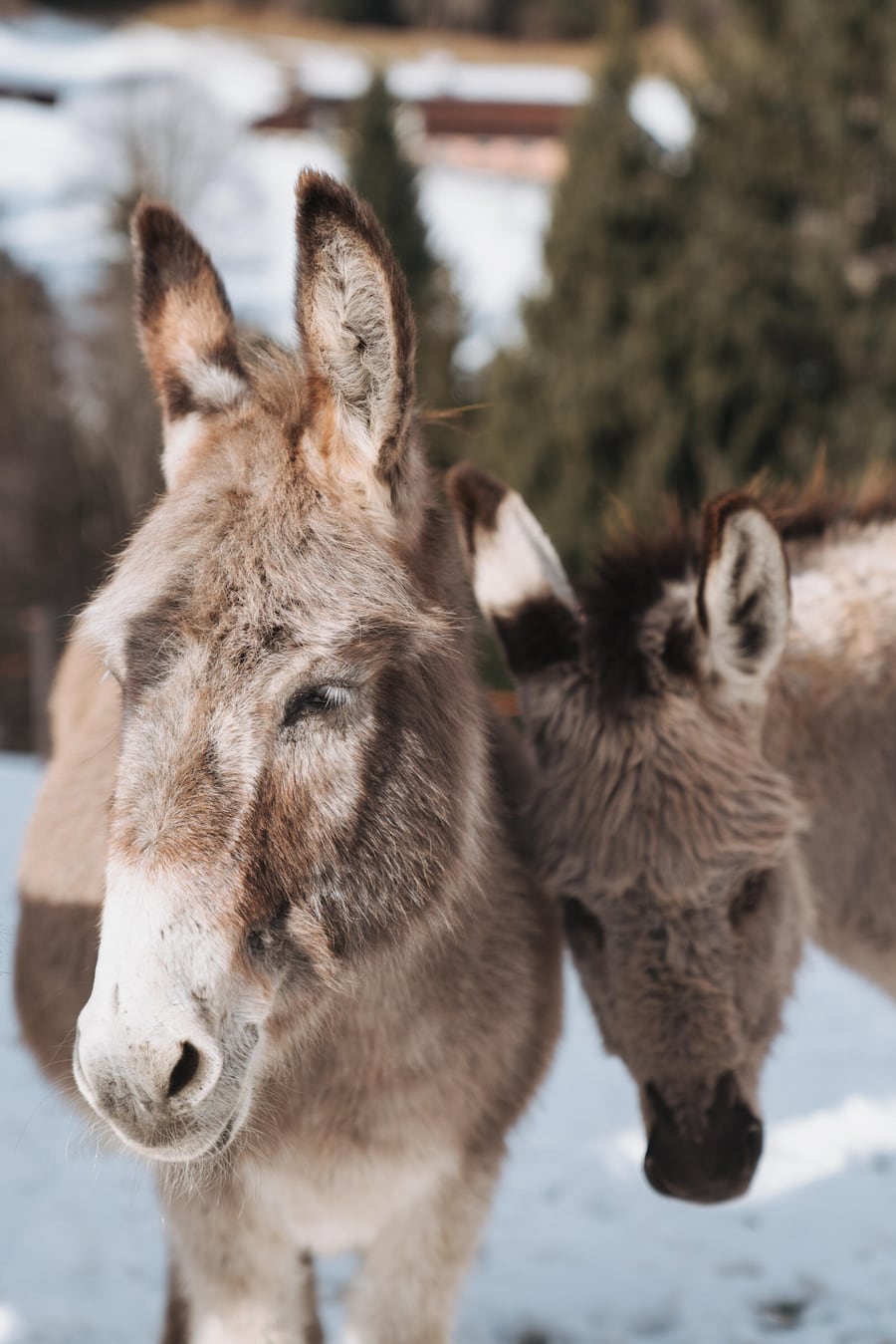 Sozialprojekt Esel - Nina Hitz, Landwirtin - 7099 Egga - Churwalden - Jan 2023 - Copyright Olivia Pulver