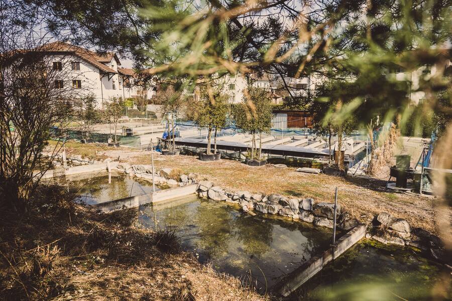 Fischerei Bremgarten 2023